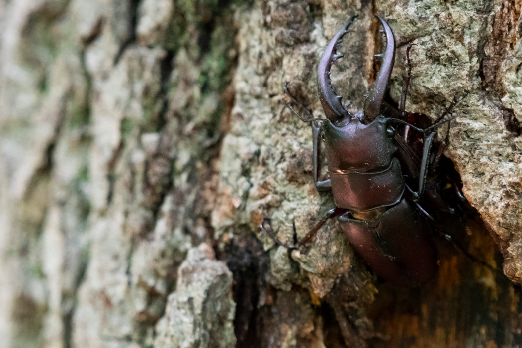 写真｜「ノコギリクワガタ」
