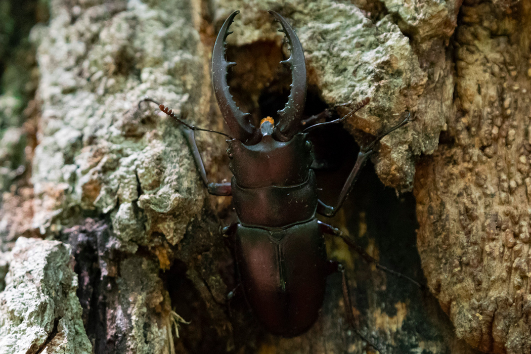 写真｜「ノコギリクワガタ」