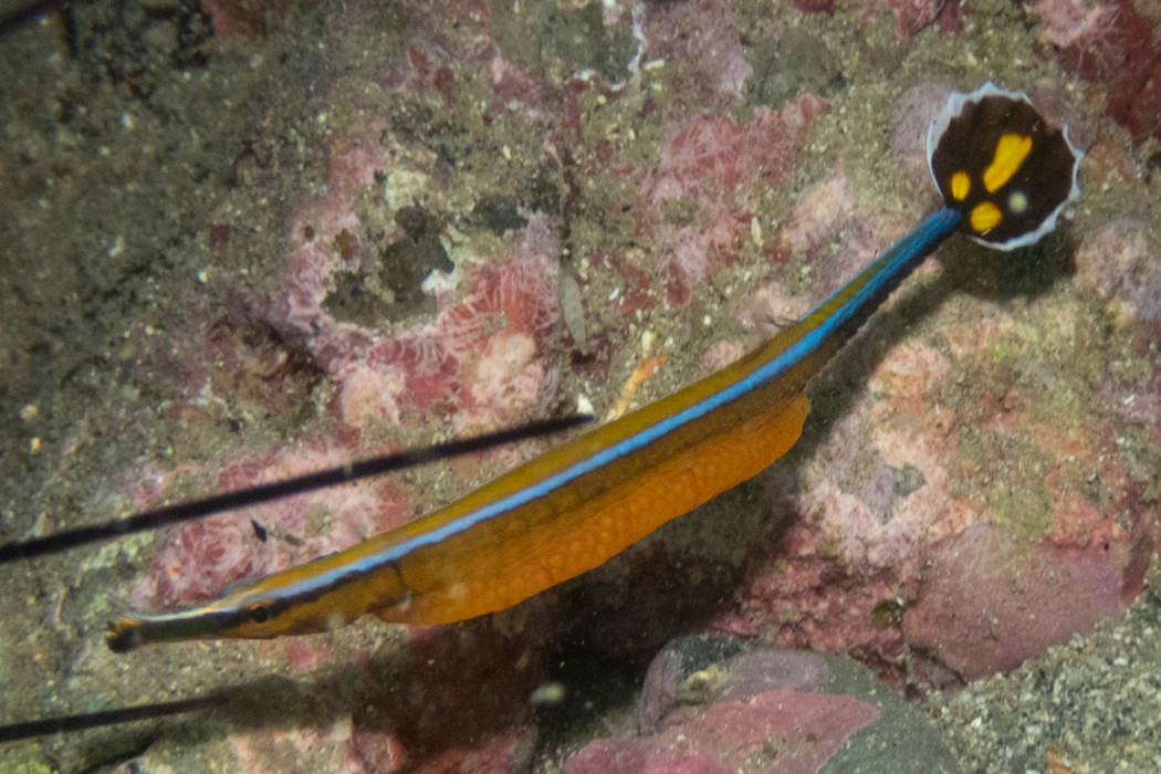 ノコギリヨウジの写真1｜黄色く細長い形です。