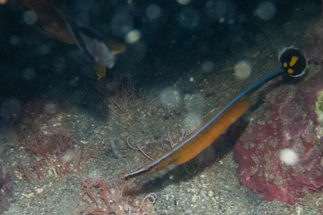 ノコギリヨウジの写真2｜岩棚から出てきました。