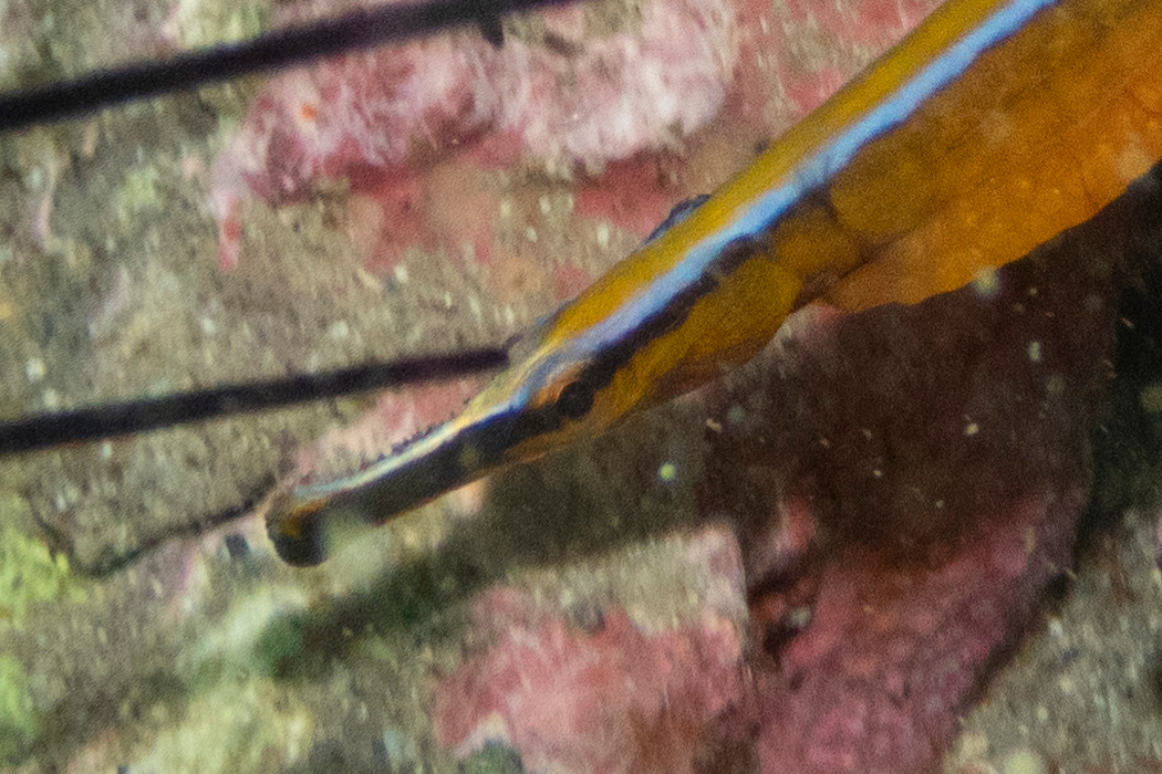 写真｜「ノコギリヨウジ」