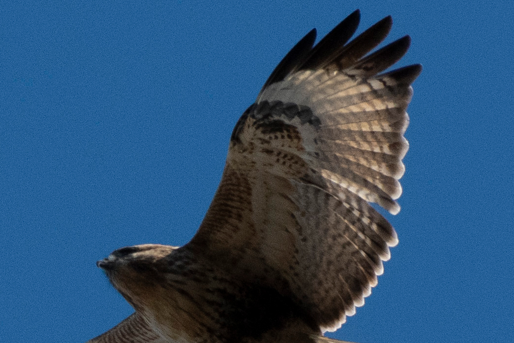 写真｜「ノスリ」