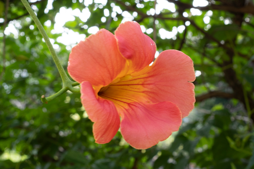 写真｜「ノウゼンカズラ」