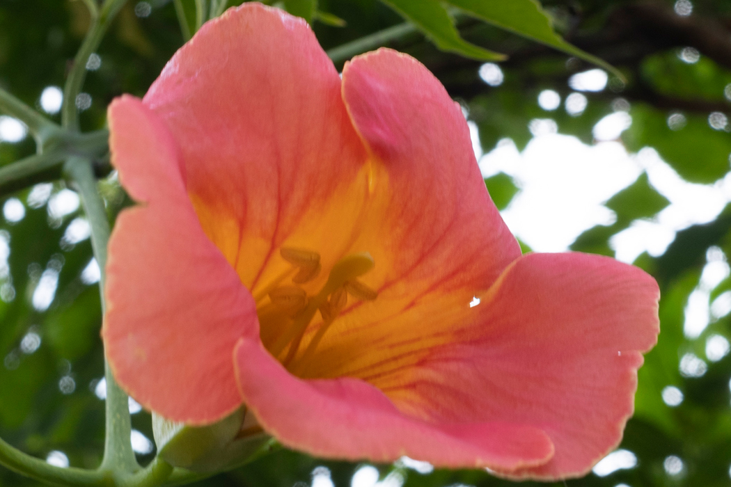 写真｜「ノウゼンカズラ」