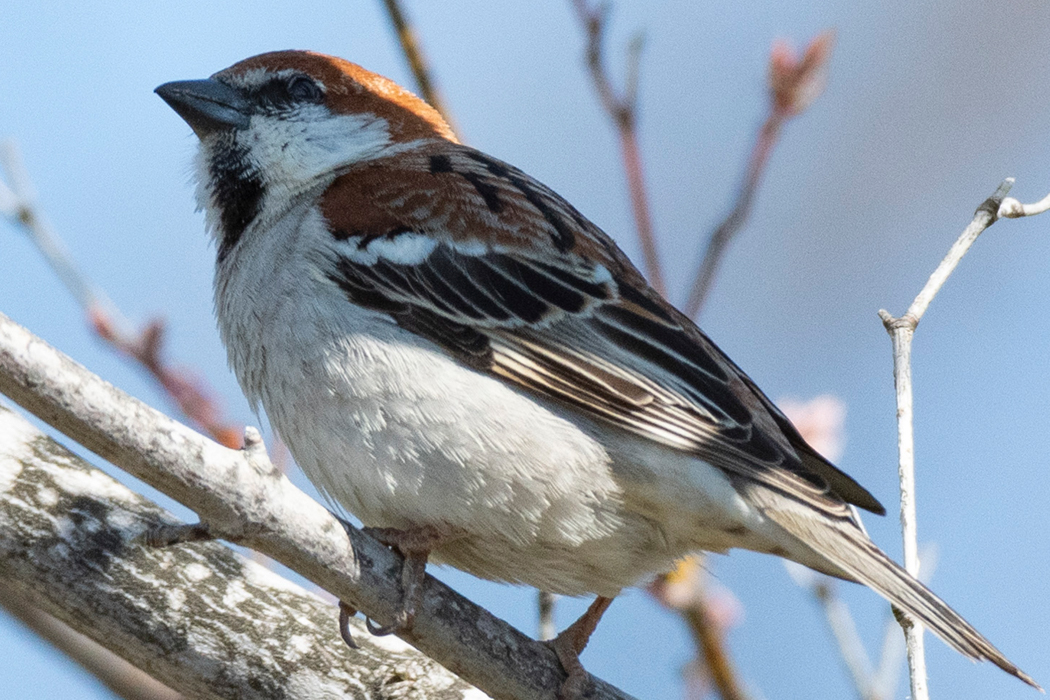 写真｜「ニュウナイスズメ」