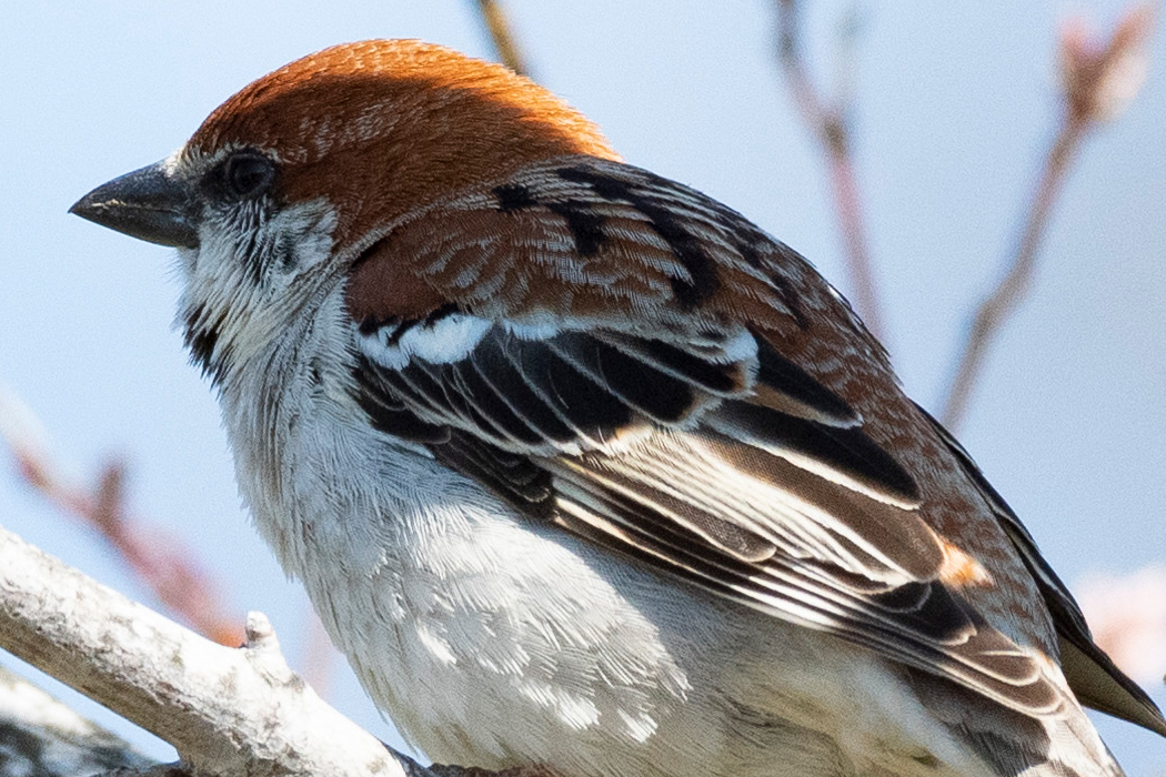写真｜「ニュウナイスズメ」