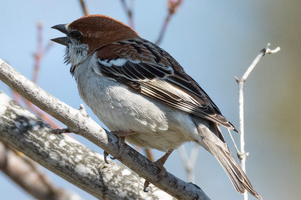写真｜「ニュウナイスズメ」