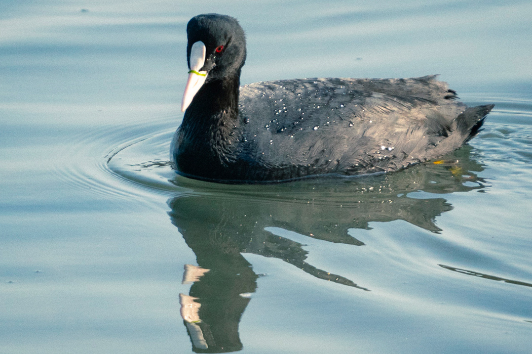 写真｜「オオバン」