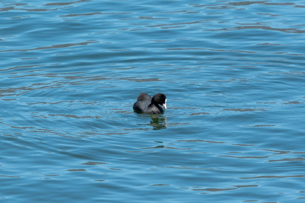 オオバンの写真2｜水面を泳いで餌を探します