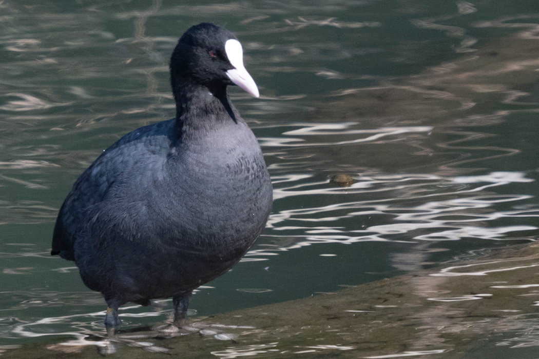 写真｜「オオバン」