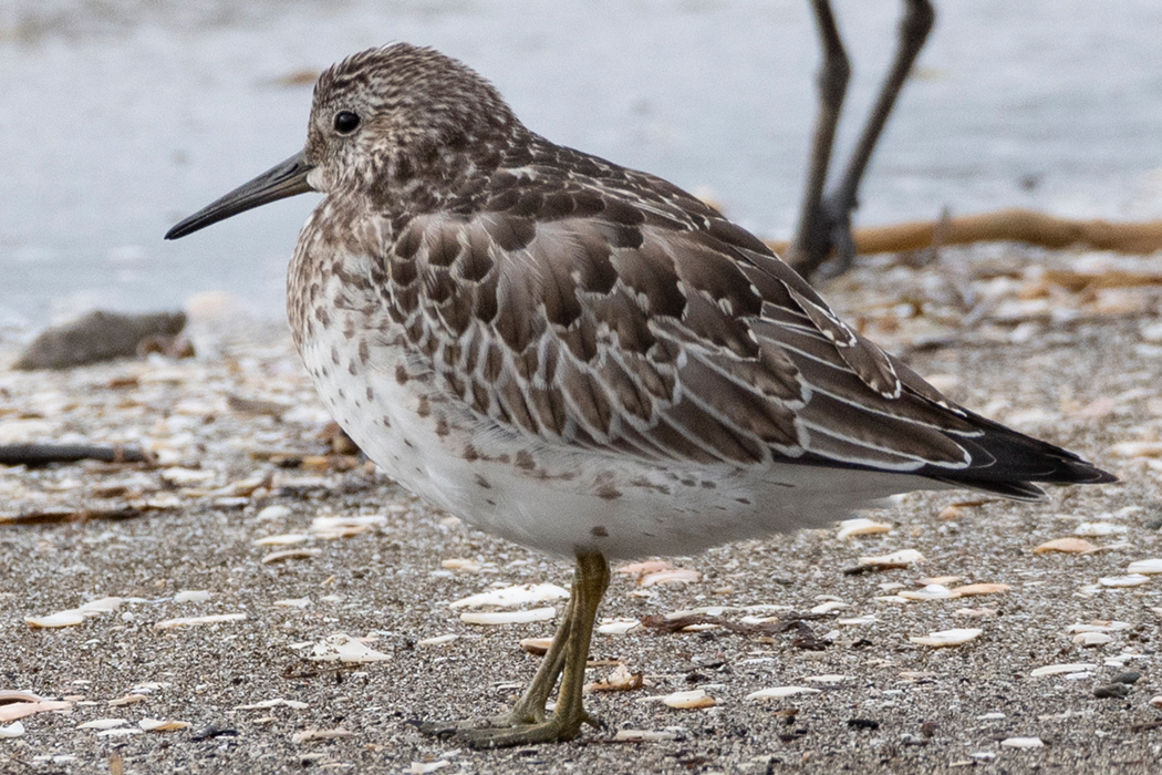 Picture of Great Knot1｜The body is round.