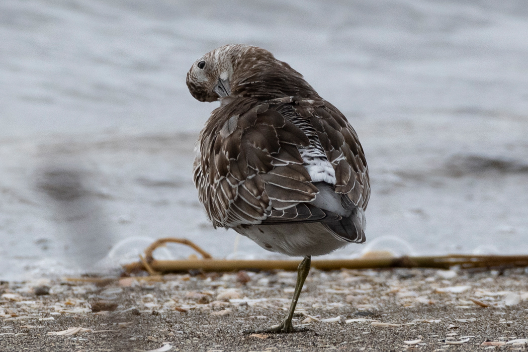 Picture of Great Knot4｜Preening its feathers.