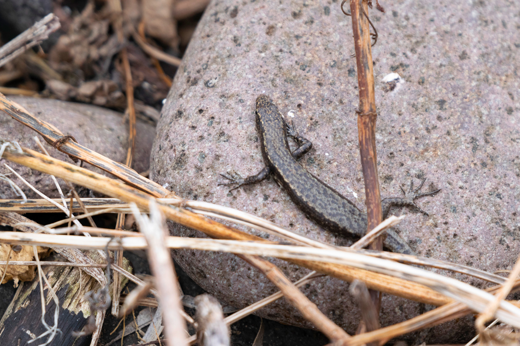 写真｜「オガサワラトカゲ」