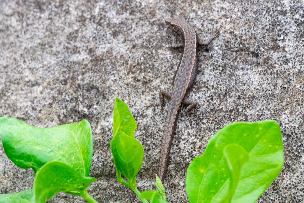 写真｜「オガサワラトカゲ」