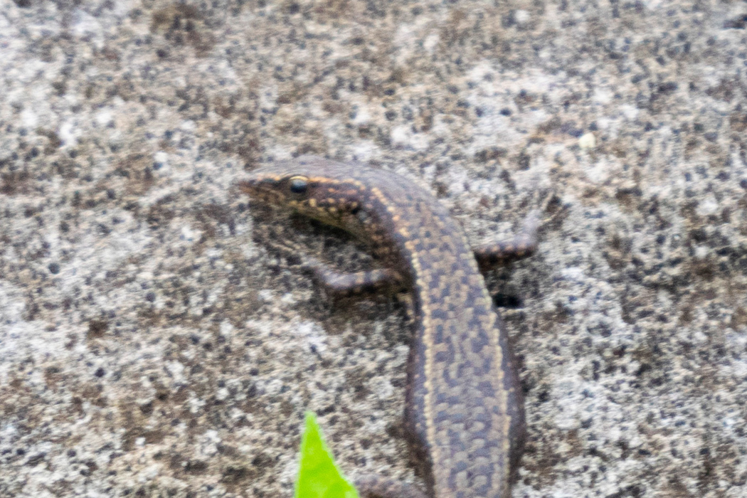 写真｜「オガサワラトカゲ」