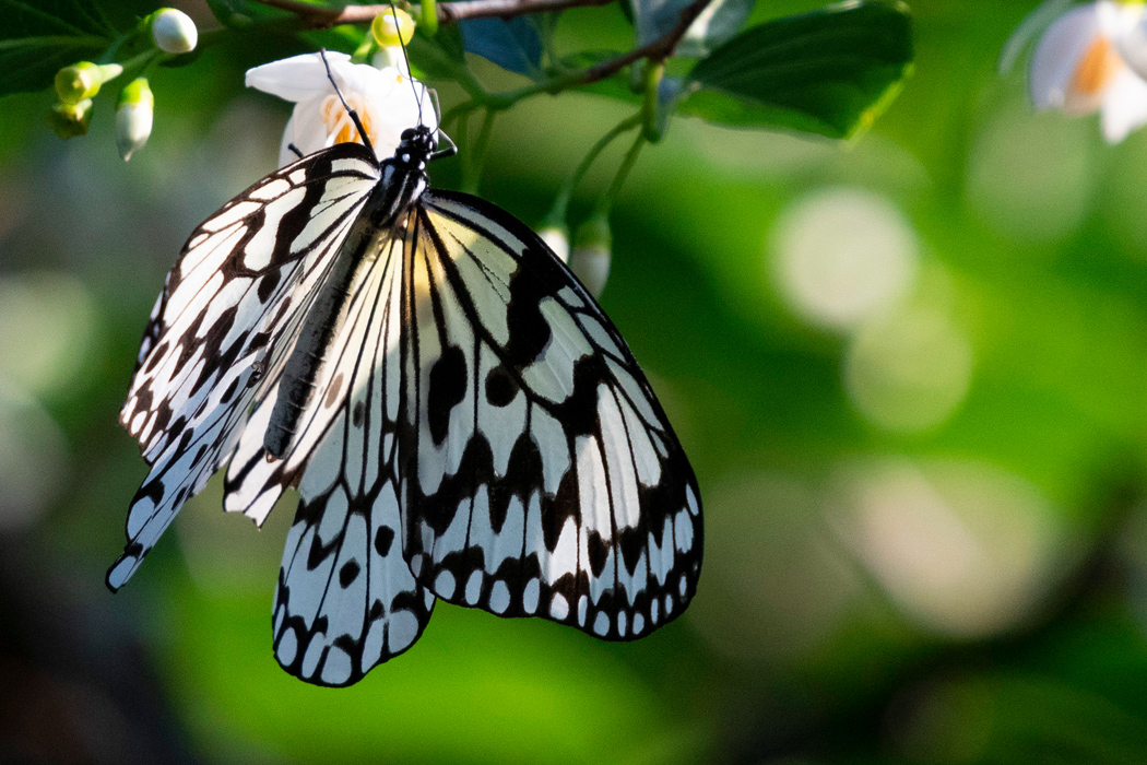 オオゴマダラの写真1｜黒のまだら模様が美しいです。