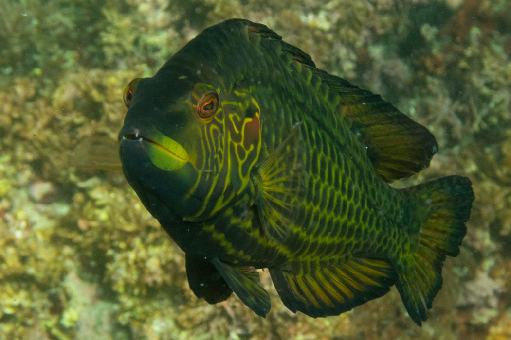 写真｜「オハグロベラ」