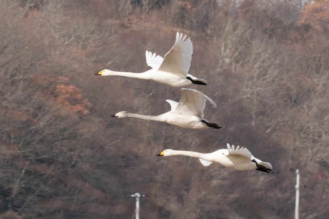 オオハクチョウの写真5｜群れで飛んでいました。