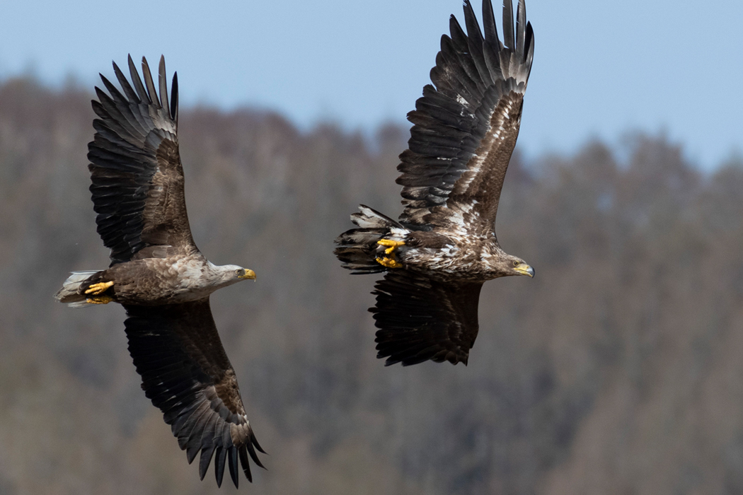 写真｜「オジロワシ」
