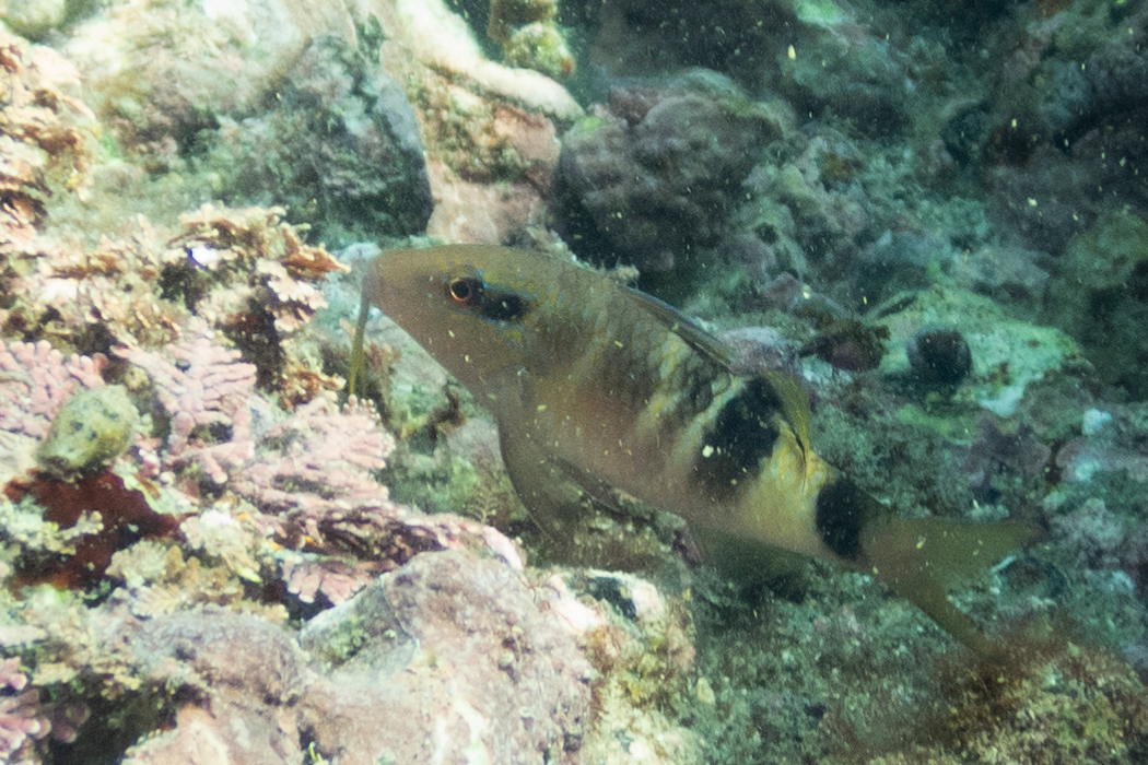 オジサンの写真1｜下顎から1対の髭が生えています。