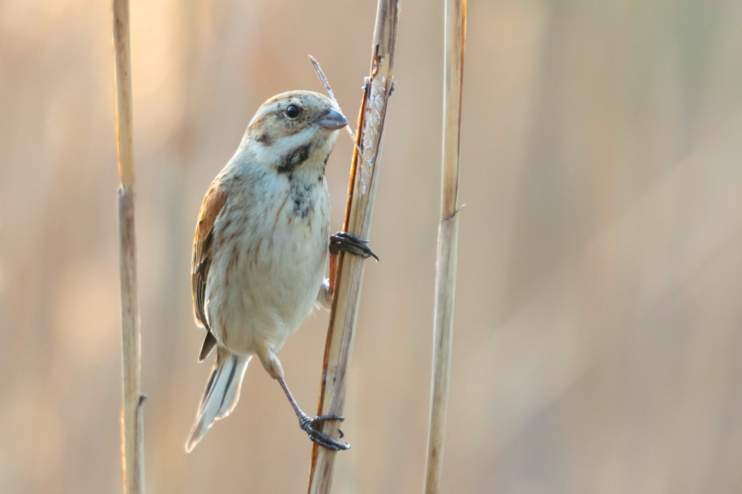 オオジュリンの写真1｜芦に縦になってとまっています。