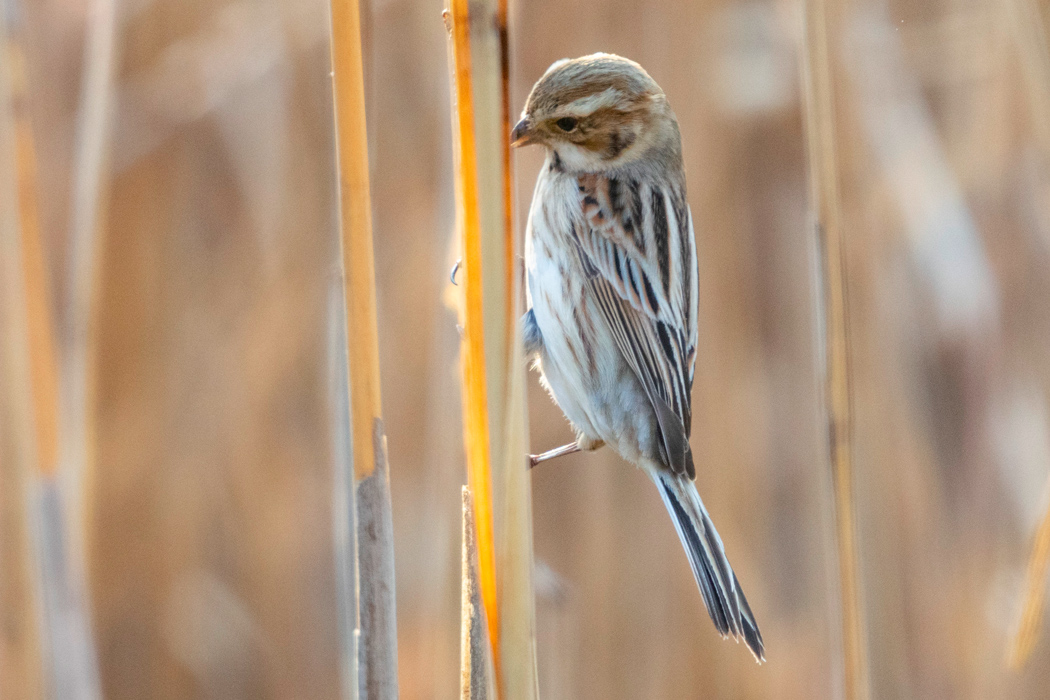 オオジュリンの写真5｜冬羽で頭も薄い褐色です。