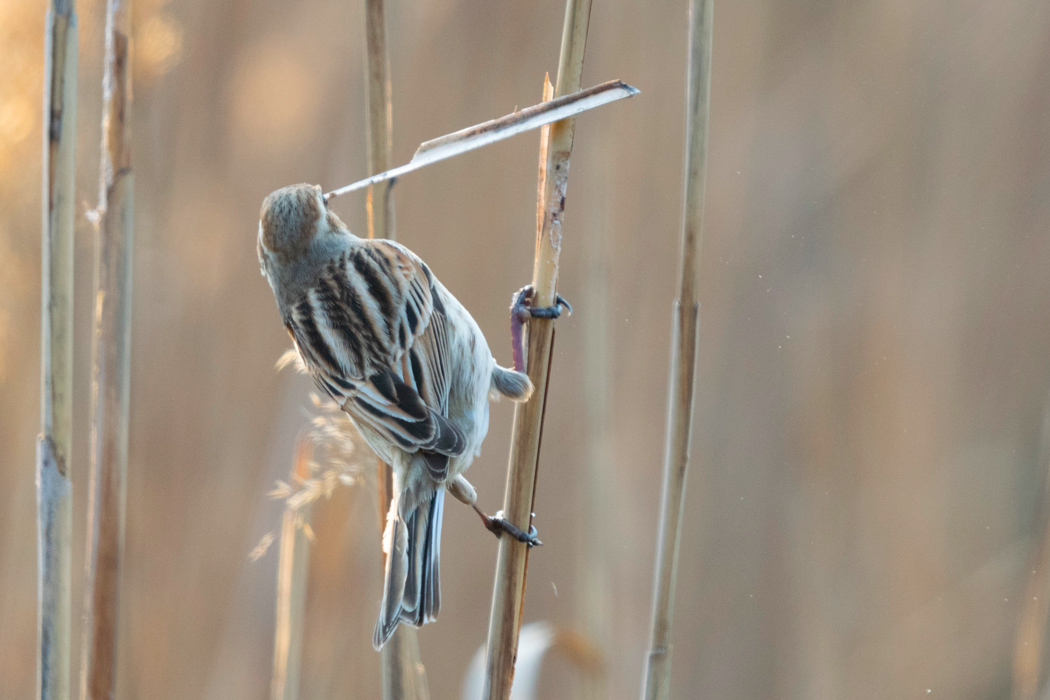 オオジュリンの写真6｜芦の皮を剥ぎ取って昆虫を探していました。