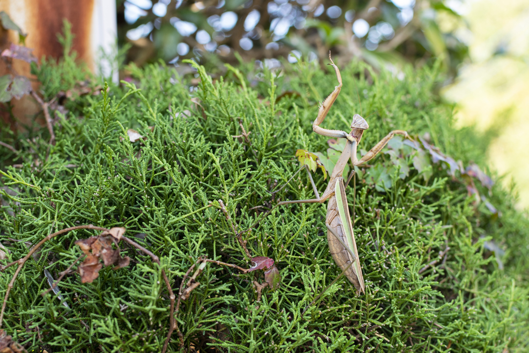 オオカマキリの写真1｜前脚を大きく広げて威嚇しています。