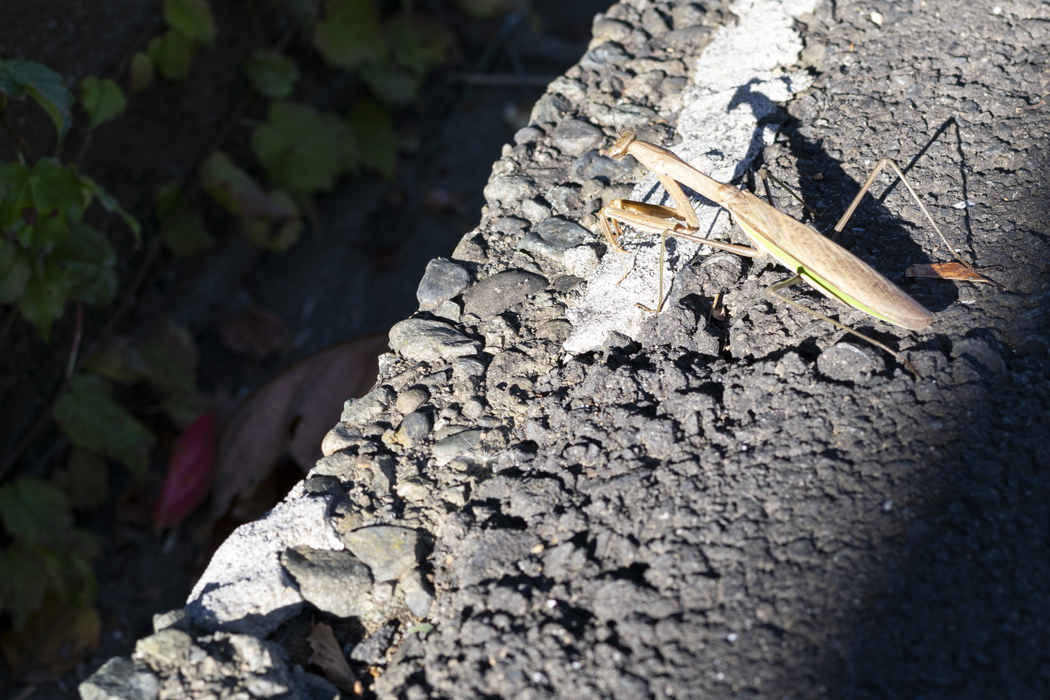 オオカマキリの写真2｜寒くなり、少しゆっくりと歩いていました。