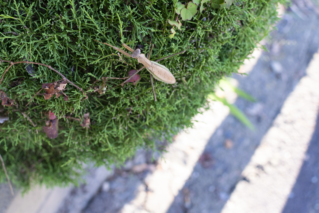 オオカマキリの写真3｜道端の生垣でやすんでいました。