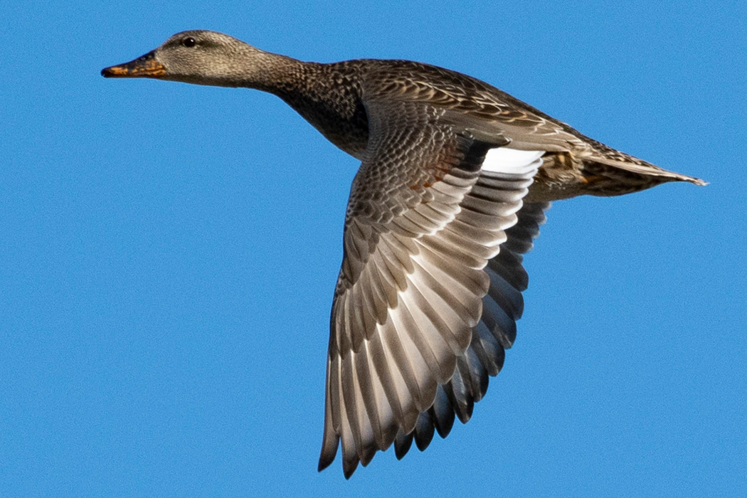 写真｜「オカヨシガモ」