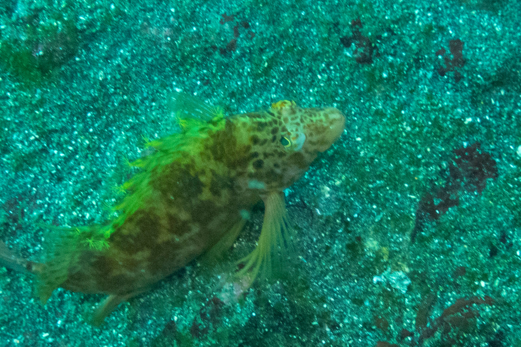 写真｜「オキゴンベ」