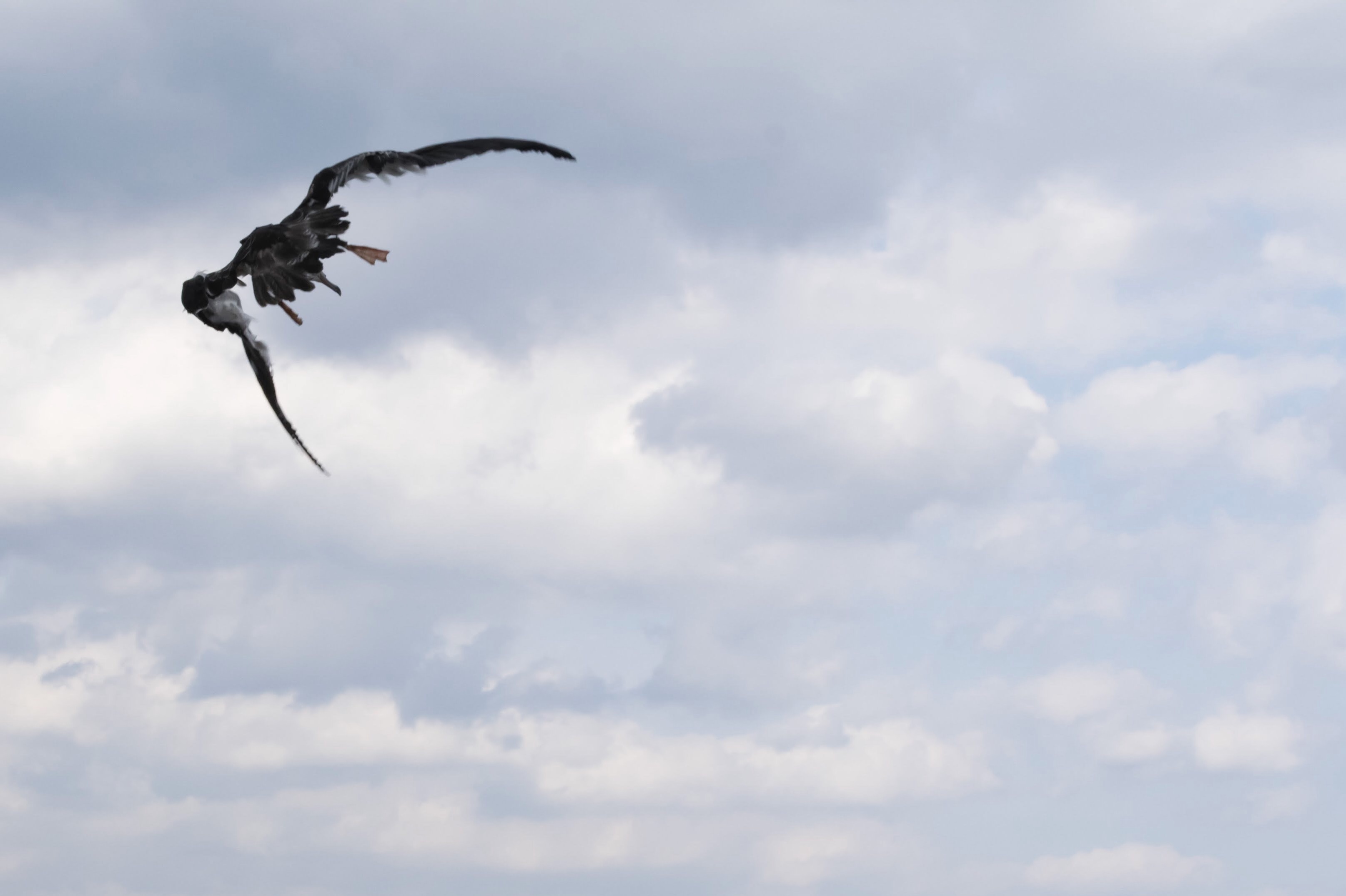 写真｜「オオミズナギドリ」