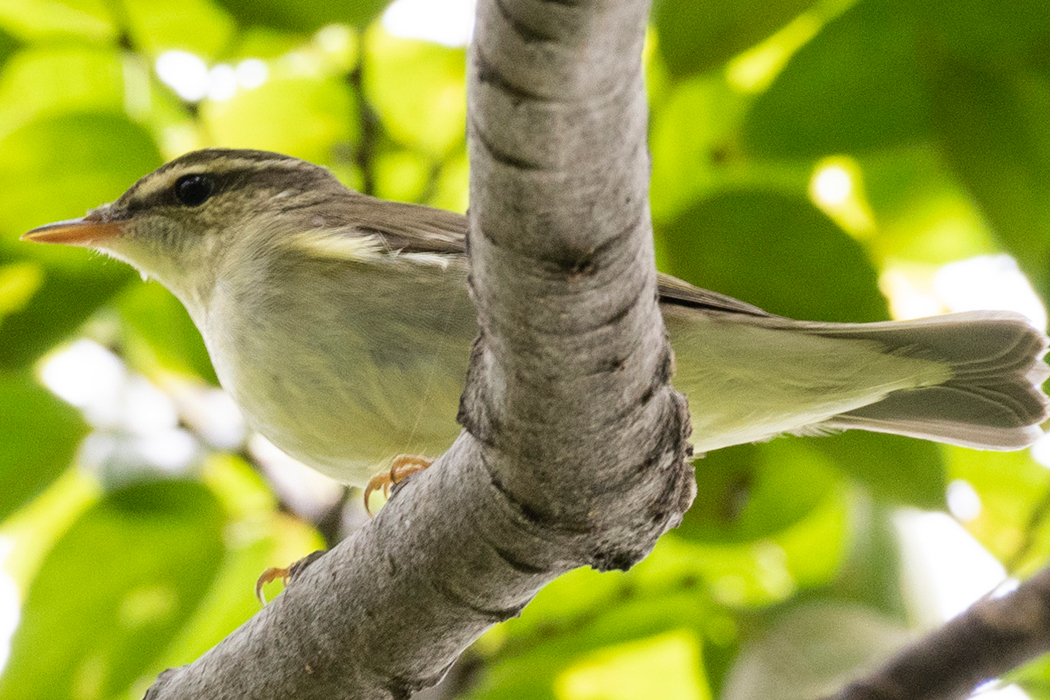 写真｜「オオムシクイ」