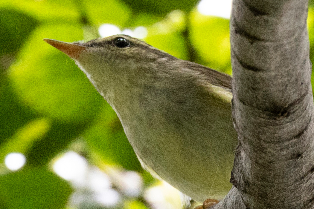 Picture of Kamchatka Leaf Warbler3｜Belly is buff colored.