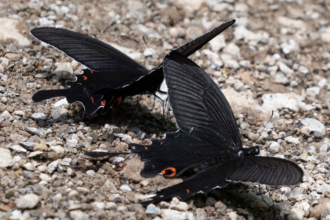 写真｜「オナガアゲハ」