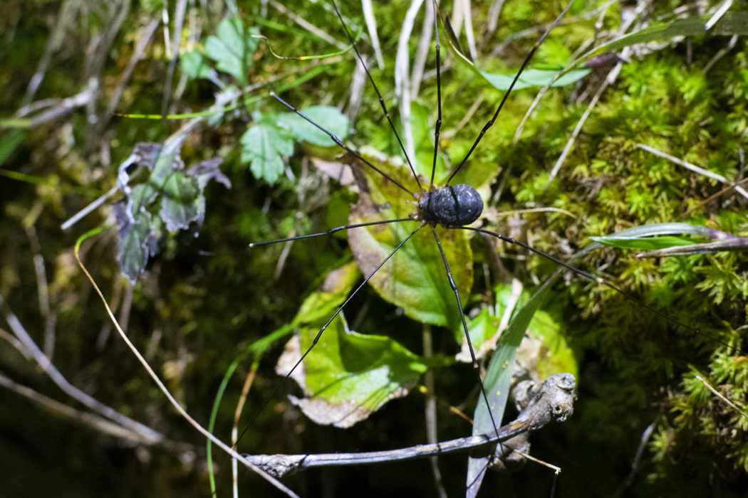 Picture of Nelima genufusca1｜Walking by the promenade