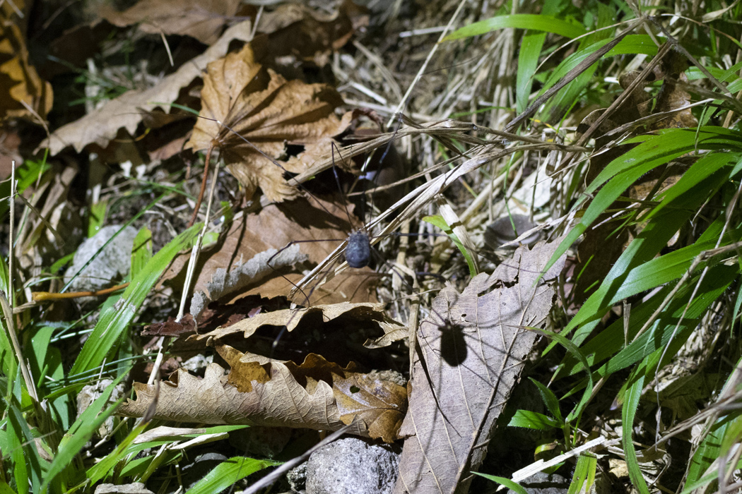 Picture of Nelima genufusca2｜When I illuminated it with my headlights, it fled.