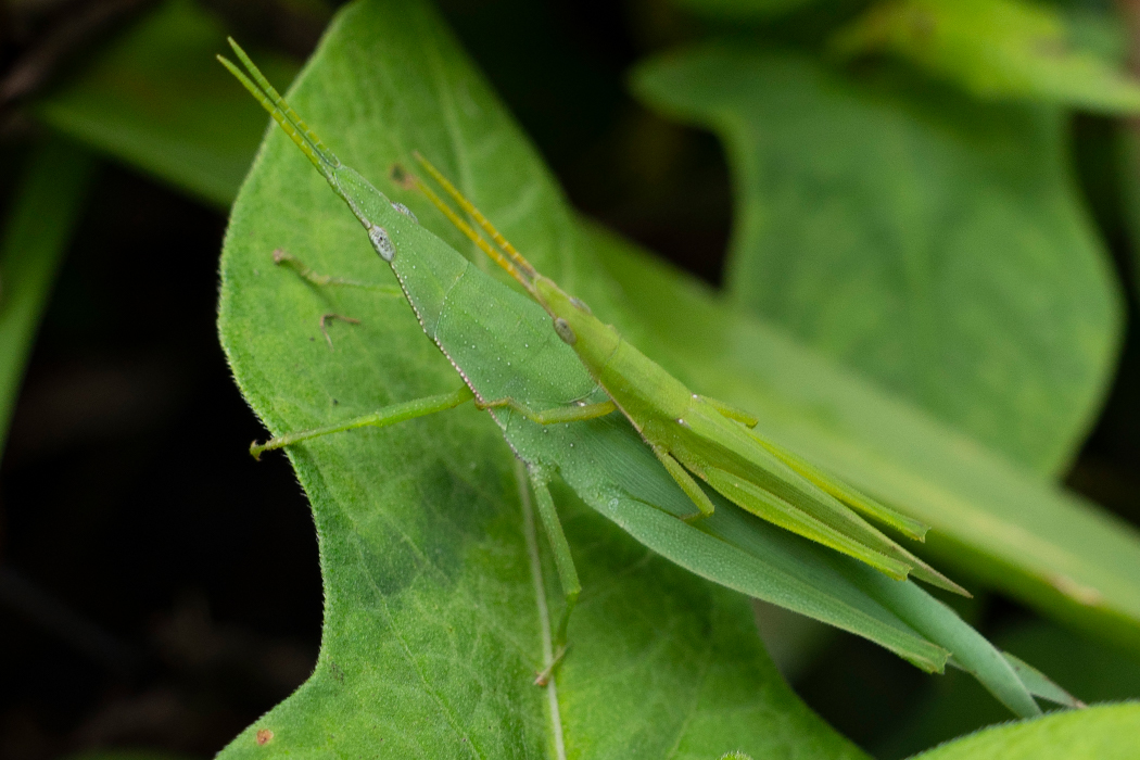 オンブバッタの写真1｜メスがオスをおんぶしています。