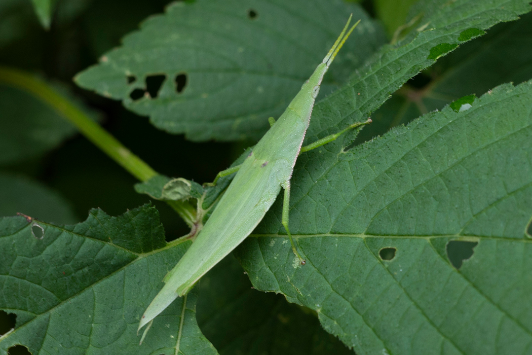 オンブバッタの写真2｜縦に細長いです。