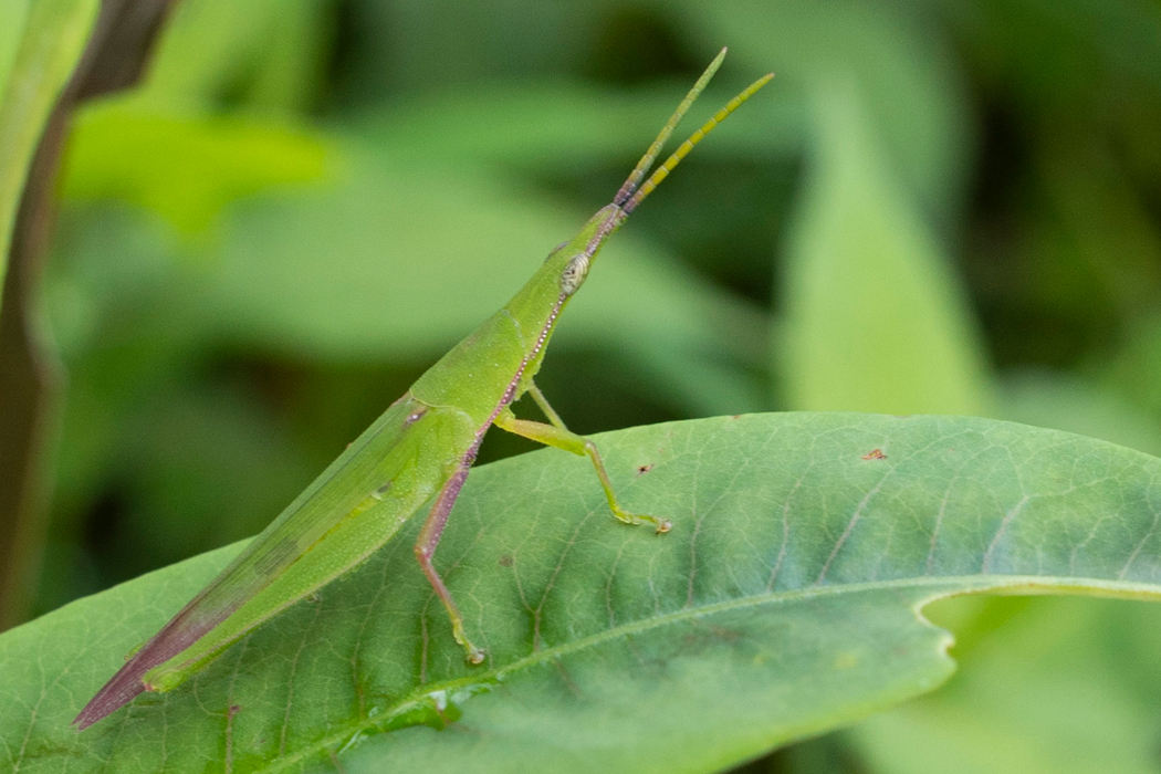 オンブバッタの写真3｜頭部の先端から触覚が伸びます。