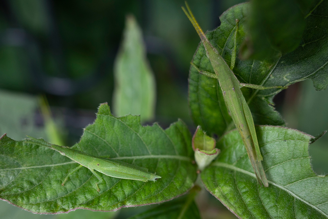 オンブバッタの写真4｜葉を食べています。