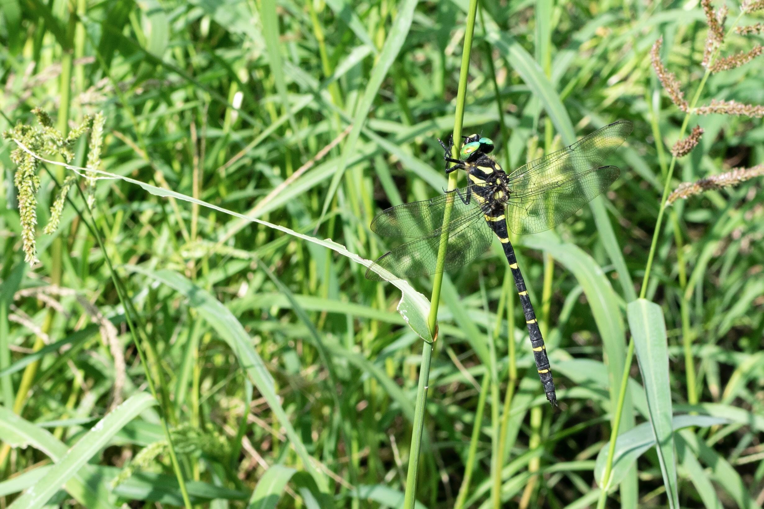 写真｜「オニヤンマ」