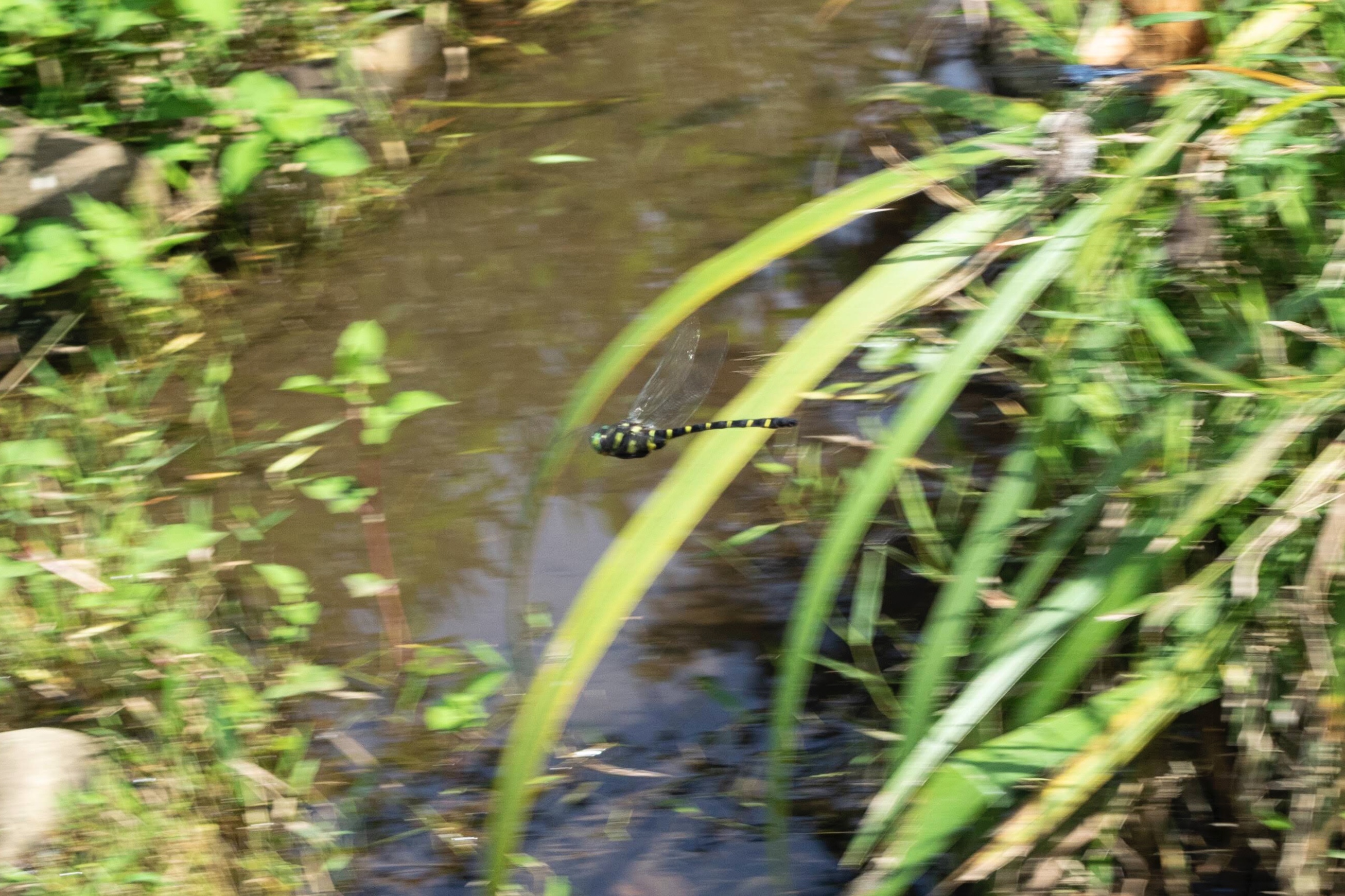 Picture of Golden-ringed dragonfly3｜Flying a certain course.
