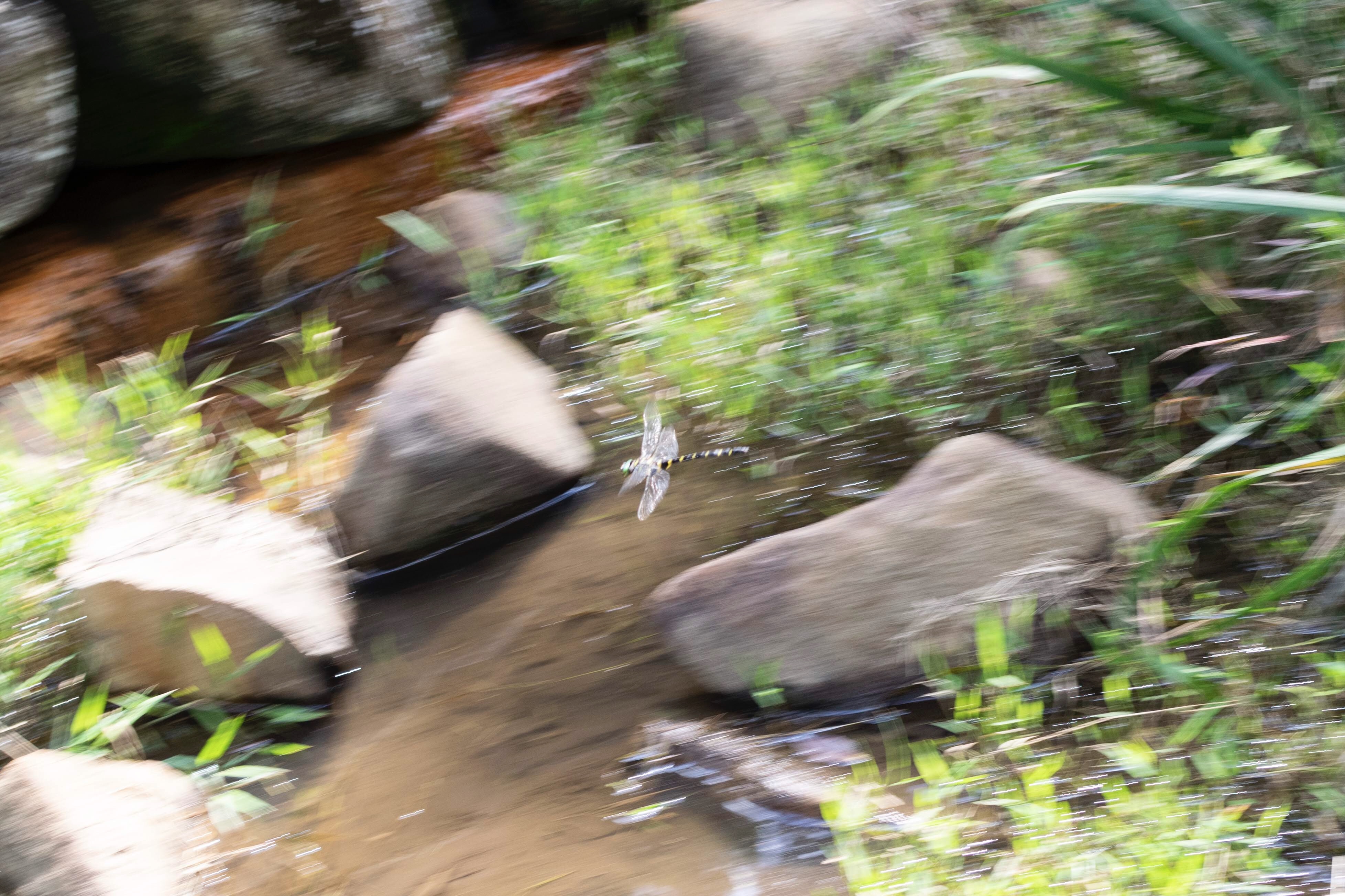 Picture of Golden-ringed dragonfly4｜It doesn't make a bee-like wing noise.