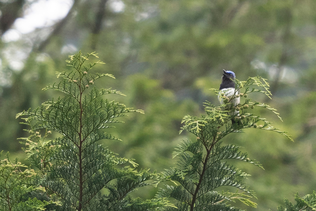 写真｜「オオルリ」