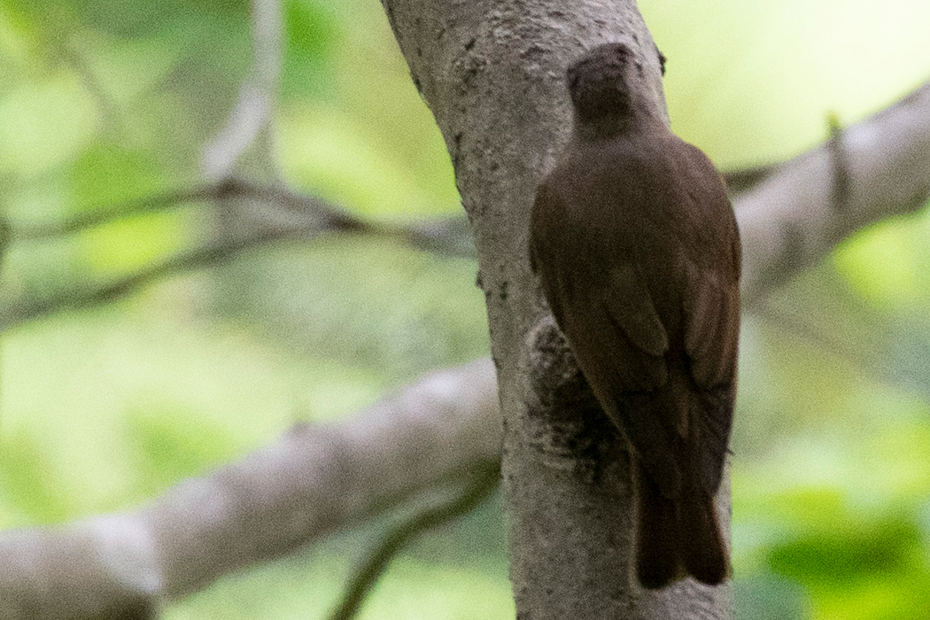 オオルリの写真6｜メスの後ろ姿です。
