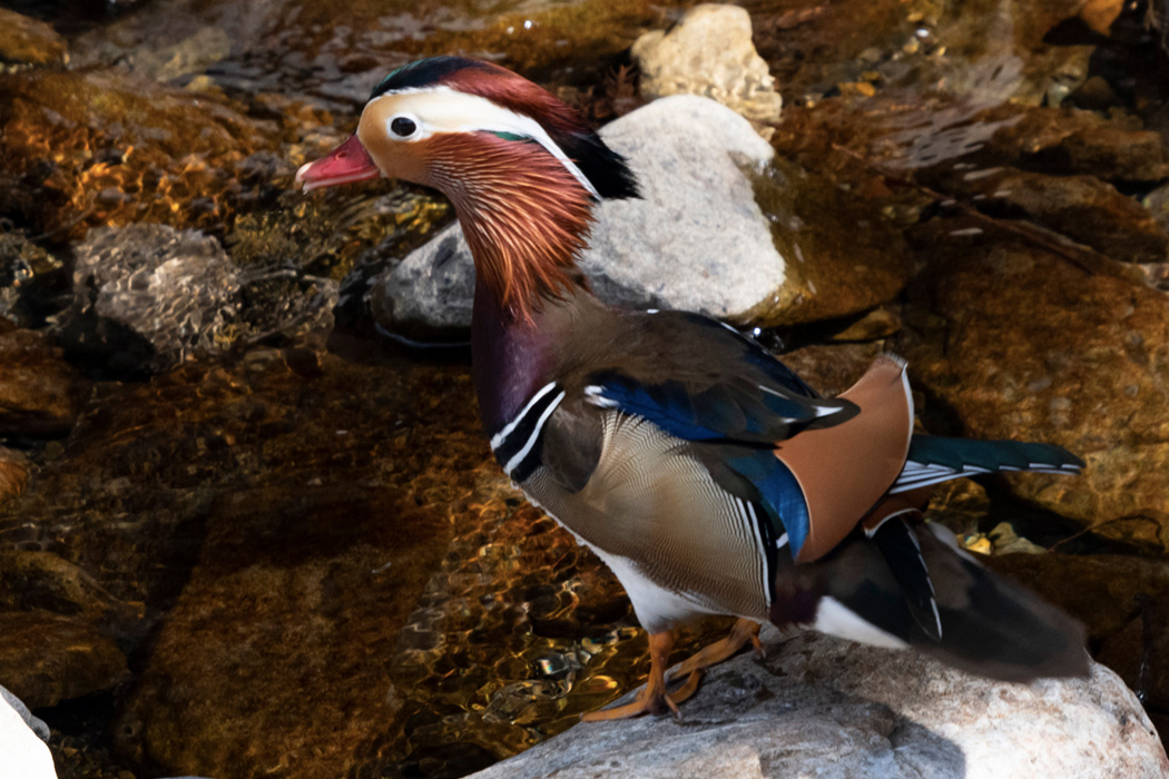 オシドリの写真2｜翼には青が入っています。