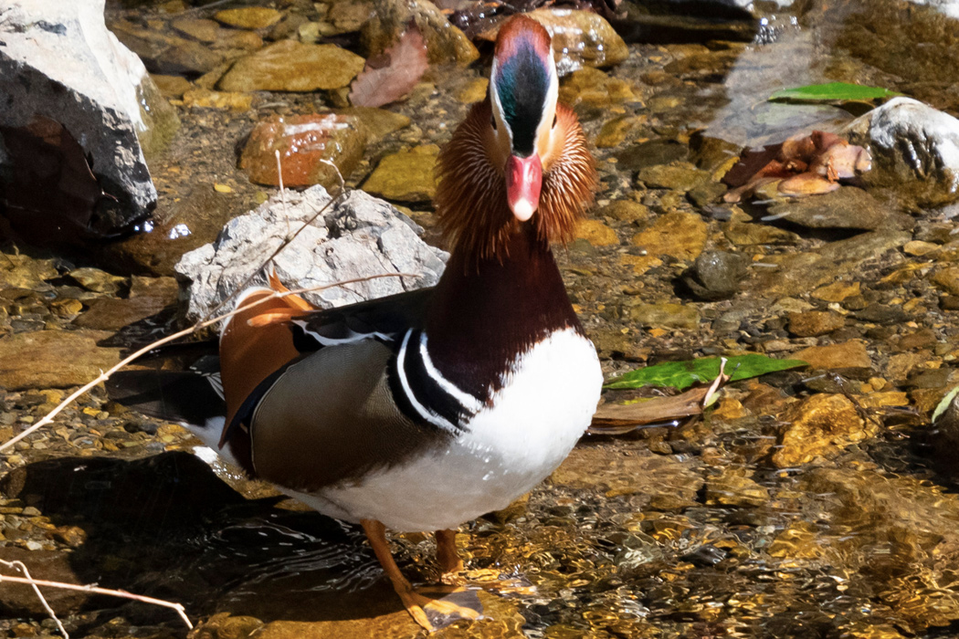 オシドリの写真3｜顔を正面から見ると、頬から伸びる羽毛が尖って見えます。