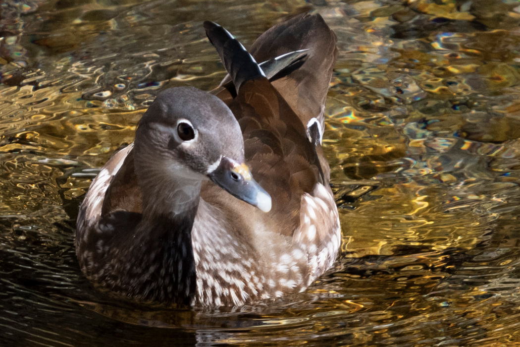 オシドリの写真5｜目の周りが白いです。